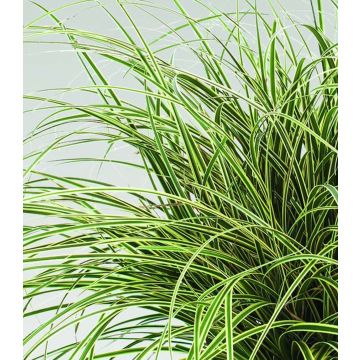 Carex brunnea Jenneke