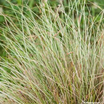 Carex buchananii Viridis