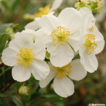 Carpenteria californica - Anémona de California