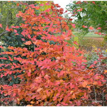 Carpe Rockhampton Red - Carpinus betulus