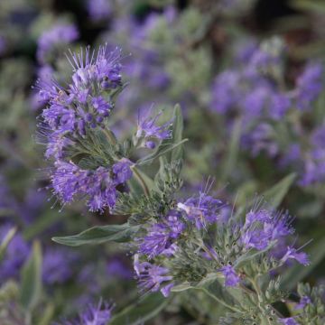 Caryopteris clandonensis Ferndown