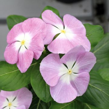 Catharanthus roseus Titan F1 Lavender Blue Halo - Vinca