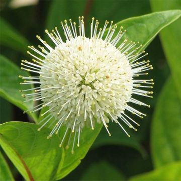 Cephalanthus occidentalis Fiber Optics - Aroma de laguna