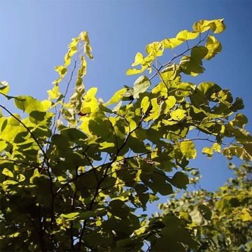 Redbud del este Heart of Gold - Cercis canadensis