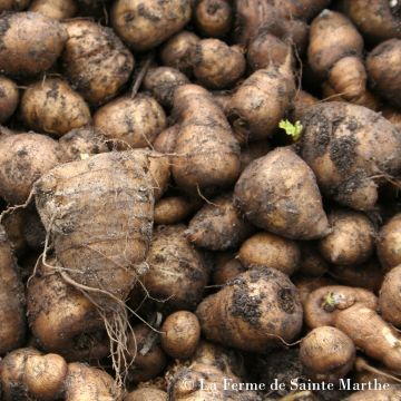 Perifollo tuberoso - Chaerophyllum bulbosum