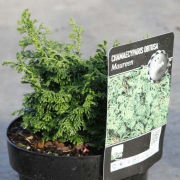 Chamaecyparis obtusa Maureen - Ciprés hinoki