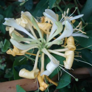 Madreselva de los bosques - Lonicera periclymenum Scentsation