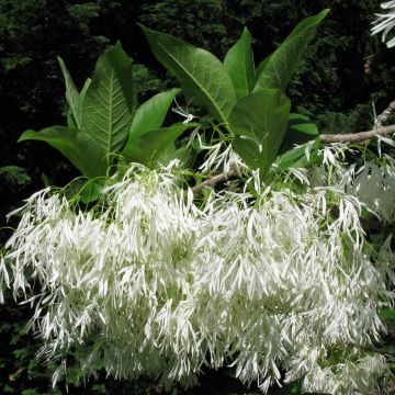 Chionanthus virginicus - Laurel de nieve