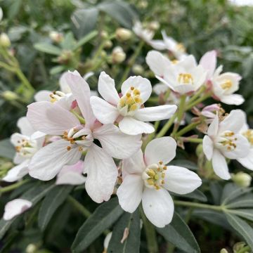 Naranjo de Méjico - Choisya ternata Apple Blossom