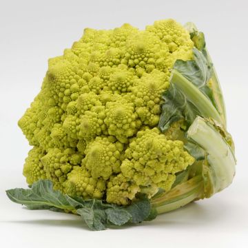 Col Romanesco (plantas)