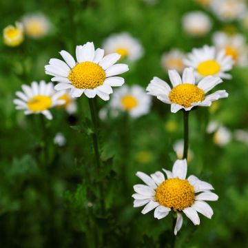 Margarita Reina Gruppenstolz - Leucanthemum superbum