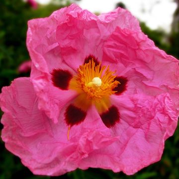 Jara purpúrea - Cistus purpureus