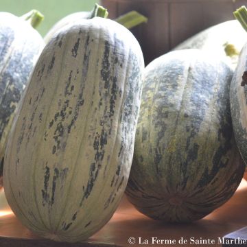 Calabacín de Touraine