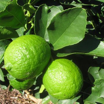 Limón persa - Citrus latifolia