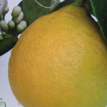 Limonero Adamo - Citrus limon