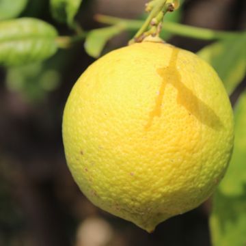 Limonero Cerza - Citrus limon