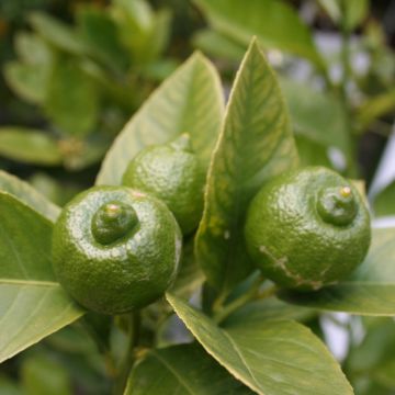 Limero​ Mexicana - Citrus aurantiifolia