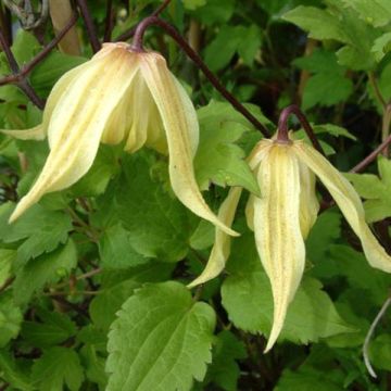 Clematis Love Child