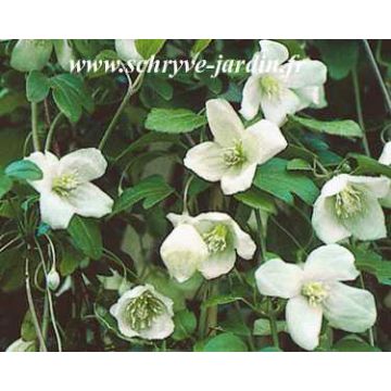 Clematis cirrhosa Beni Snassen - Aján