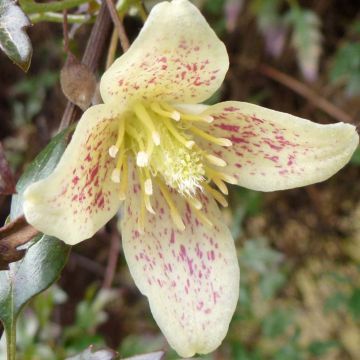 Clematis cirrhosa Balearica - Aján