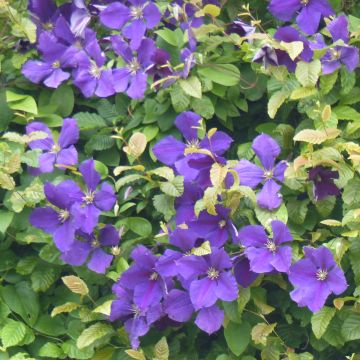 Clematide azul violeta - Clematis jackmanii