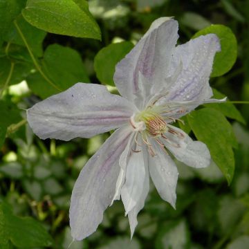 Clematis jackmanii Alba