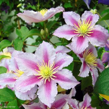 Clematis Piilu