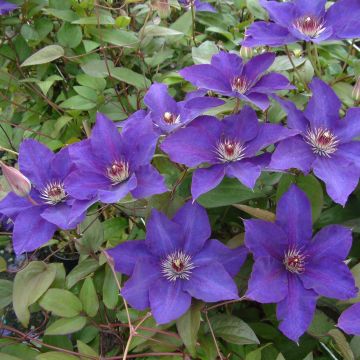 Clematis The President