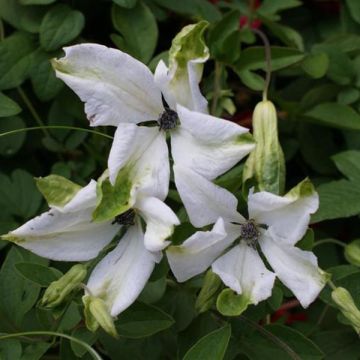 Clematis viticella Alba Luxurians