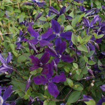 Clematis Aphrodite