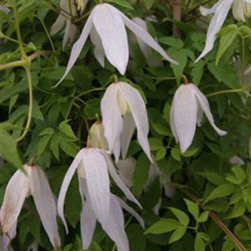 Clematis macropetala Broughton Bride