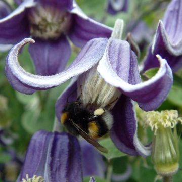 Clematis Fascination