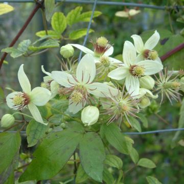 Clematis tangutica Grace