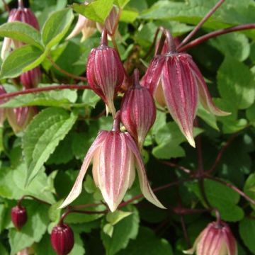 Clematis I am Red Robin