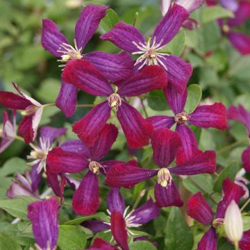 Clematis flammula Sweet Summer Love - Clemátide olorosa