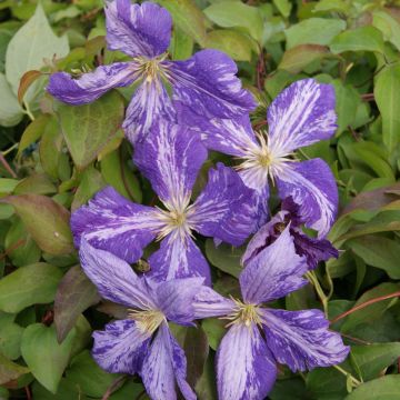 Clematis jackmanii Tie Dye