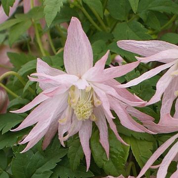 Clematis Country Rose