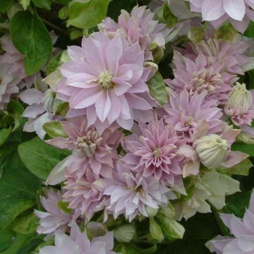 Clematis Dancing Queen