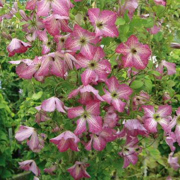 Clematis viticella I am Happy