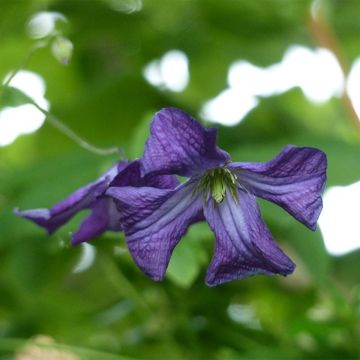 Clematis viticella