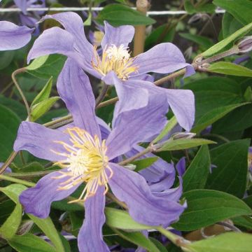 Clematis Juuli