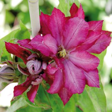 Clematis Kaen