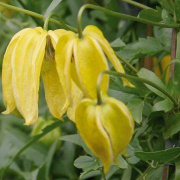 Clematis tangutica Lambton Park