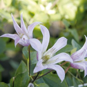 Clematis texensis Mienie Belle - Flor de cuero escarlata