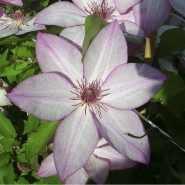 Clematis Omoshiro