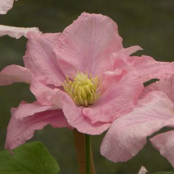 Clematis Pink Celebration