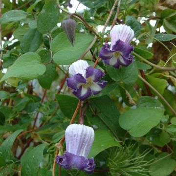 Clematis viorna Pitcheri