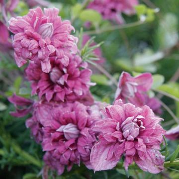 Clematis viticella Purpurea Plena Elegans