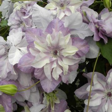 Clematis Reflections