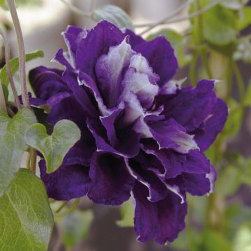 Clematis Shin-Shigyoku